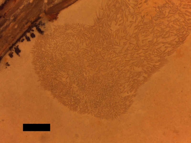Illustration for article titled Exciting News: This Pterosaur Fossil May Be Full of Crap!